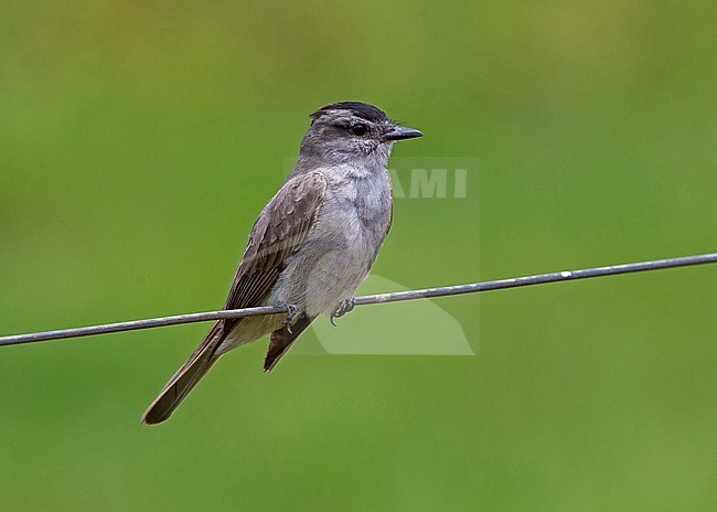 Crowned Slaty Flycatcher, Griseotyrannus aurantioatrocristatus pallidiventris perched on a wire stock-image by Agami/Andy & Gill Swash ,