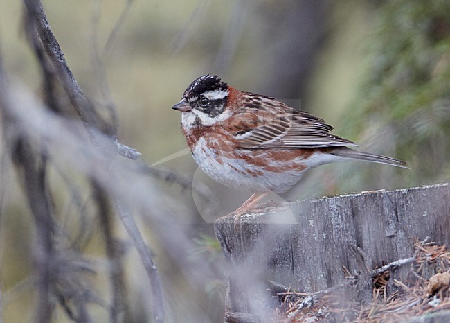 Volwassen mannetje Bosgors in zomerkleed; Adult summer male Rustic Bunting stock-image by Agami/Markus Varesvuo,