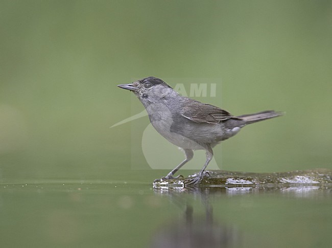 Blackcap male standing in water, Zwartkop staand in water stock-image by Agami/Jari Peltomäki,