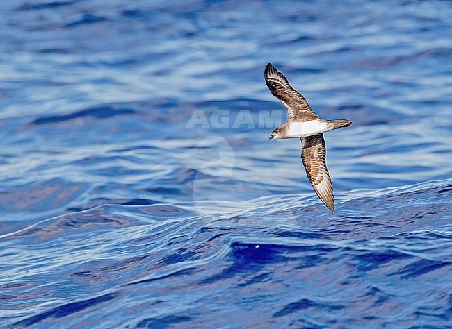 Herald petrel (Pterodroma heraldica). Photographed during a Pitcairn Henderson and The Tuamotus expedition cruise. stock-image by Agami/Pete Morris,