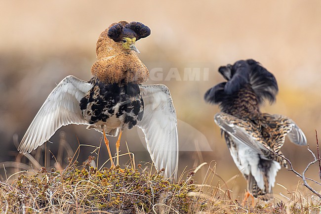 Ruff (Calidris pugnax), adult males displaying, Finnmark, Norway stock-image by Agami/Saverio Gatto,