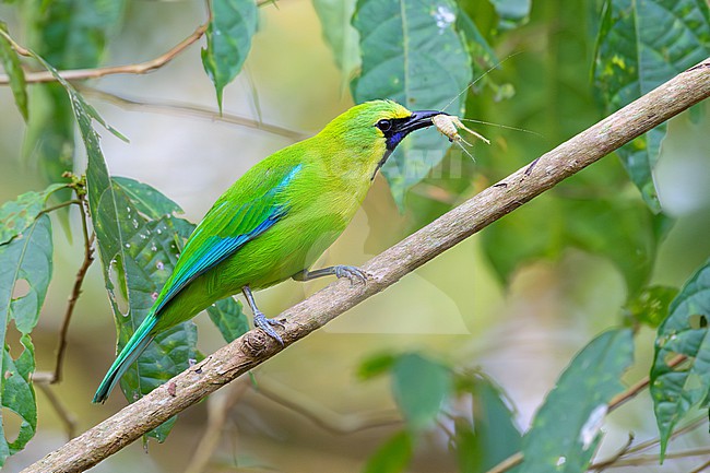 Male Blue-winged Leafbird (Chloropsis moluccensis) with cricket as prey in Phetchaburi, Thailand. stock-image by Agami/Sylvain Reyt,