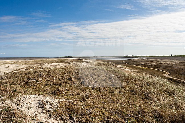 Coast of Texel in spring stock-image by Agami/Marc Guyt,