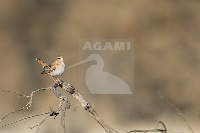 Rufous-tailed Scrub-robin (Cercotrichas galactotes ssp. familiaris) Tajikistan, adult perched stock-image by Agami/Ralph Martin,