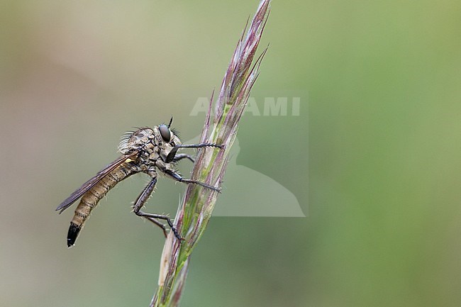 Dysmachus fuscipennis - Kerbzangen-Raubfliege, Germany (Baden-Württemberg), imago, female stock-image by Agami/Ralph Martin,