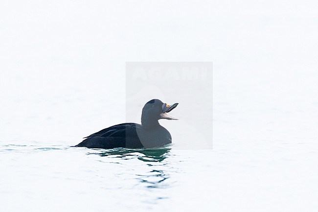  stock-image by Agami/Menno van Duijn,