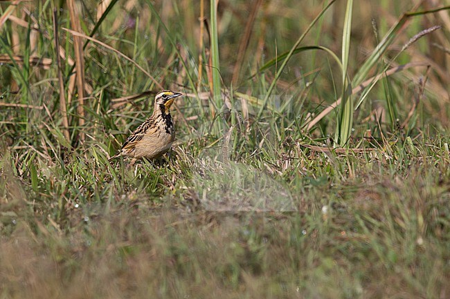 Abyssinian Longclaw (Macronyx flavicollis) perching on ground in Alemgono Wetland near Bonga stock-image by Agami/Mathias Putze,