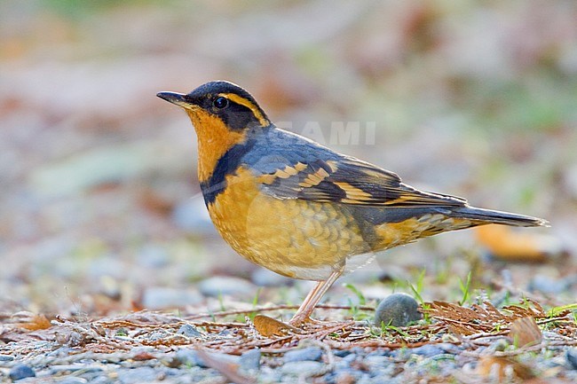 Varied Thrush (Ixoreus naevius) perched on the ground in Victoria, BC, Canada. stock-image by Agami/Glenn Bartley,