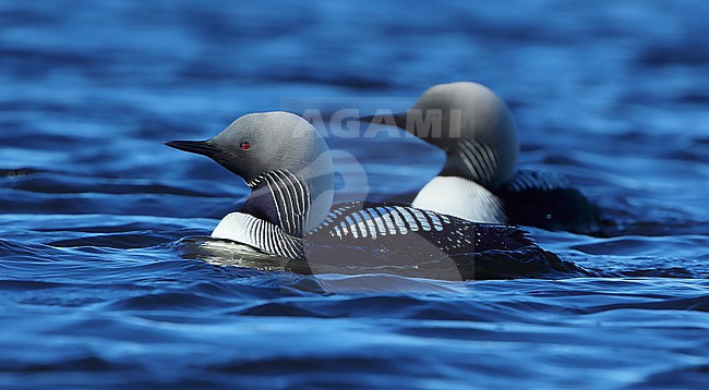 Pacific Loon  (Gavia pacifica)  taken the 13/06/2022 at Barrow - Alaska - USA stock-image by Agami/Aurélien Audevard,