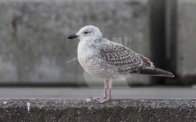  stock-image by Agami/Vincent Legrand,