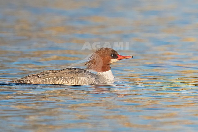 Adult female
Sacramento Co., CA
January 2023 stock-image by Agami/Brian E Small,