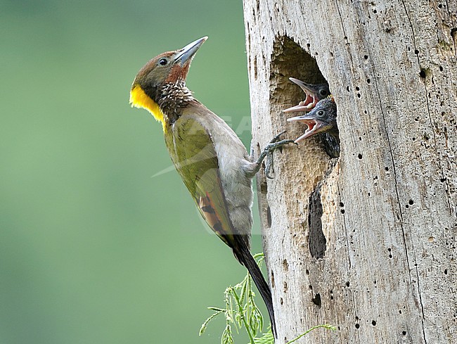 Grote Geelkuifspecht jongen voeren, Greater Yellownape feeding its young stock-image by Agami/Alex Vargas,