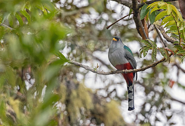 Male Hispaniolan Trogon, Priotelus roseigaster, in the Dominican Republic. stock-image by Agami/Pete Morris,