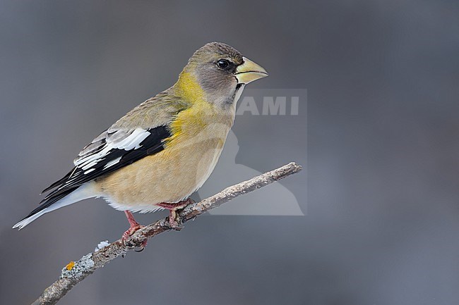 Evening Grosbeak (Coccothraustes vespertinus) Perched on a branch in Minnesota stock-image by Agami/Dubi Shapiro,