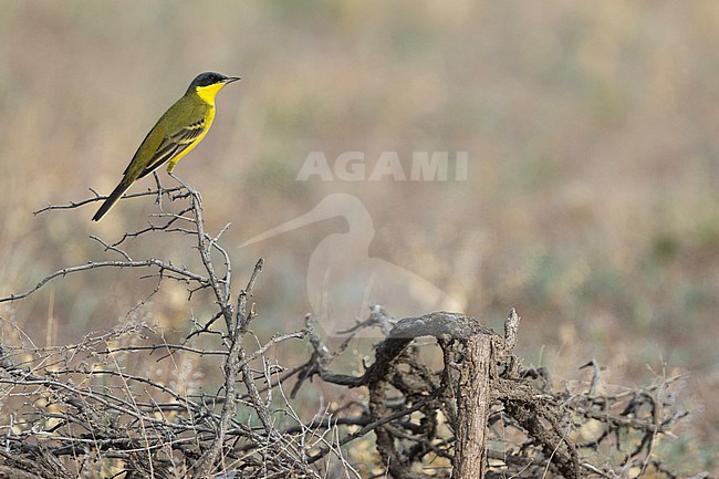 Grey-headed Wagtail type, Motacilla flava ssp. thunbergi (plexa), Tajikistan, adult male stock-image by Agami/Ralph Martin,