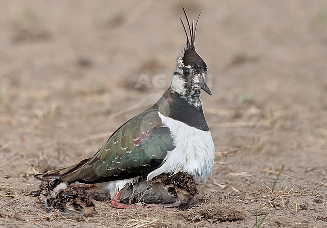Northern Lapwing (Vanellus vanellus), adult female with chicks. stock-image by Agami/Fred Visscher,