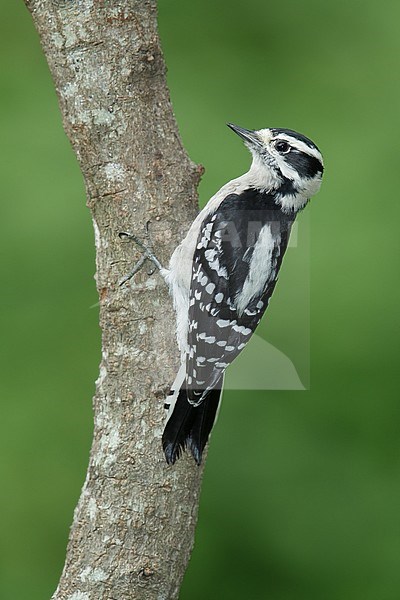 Adult female
Harris Co., TX
September 2014 stock-image by Agami/Brian E Small,