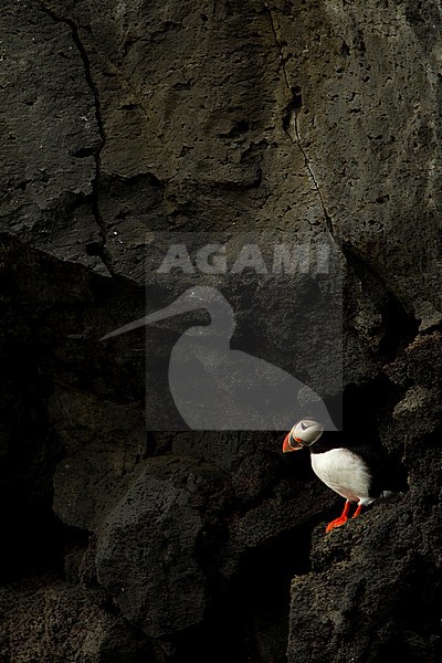 Papegaaiduiker staand op rots; Atlantic Puffin perched on rock stock-image by Agami/Danny Green,
