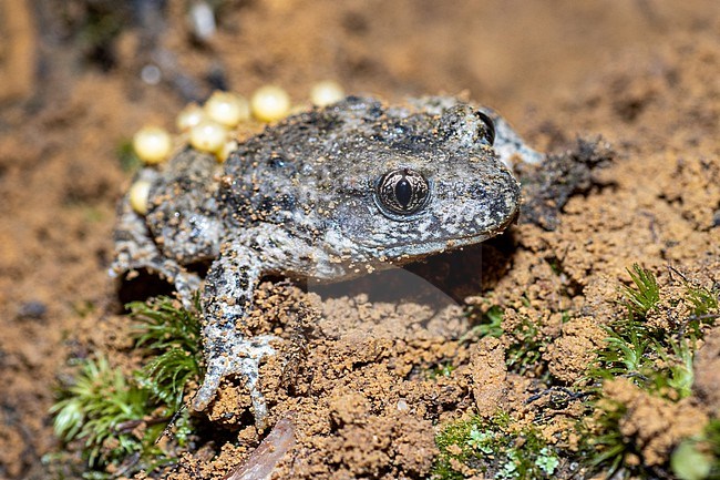 Common Midwife Toad (Alytes obstetricans) taken the 25/07/2021 at Le Mans - France. stock-image by Agami/Nicolas Bastide,