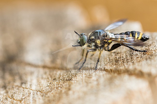 Choerades fimbriata - Fransen-Mordfliege, Germany (Baden-Württemberg), imago stock-image by Agami/Ralph Martin,