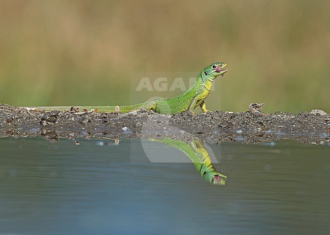 Male Western Green Lizard, Mannetje Westelijke smaragdhagedis stock-image by Agami/Alain Ghignone,