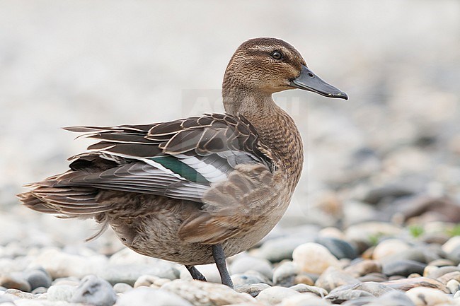 Garganey - Knäkente - Spatula querquedula, Austria, adult, male, eclipse stock-image by Agami/Ralph Martin,