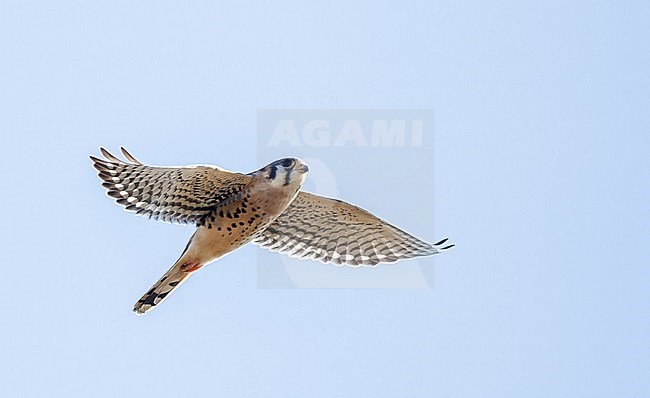 American Kestrel, Falco sparverius, during autumn migration in North America. stock-image by Agami/Ian Davies,