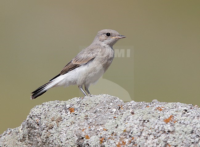 Juveniele Finsch' Tapuit, Juvenile Finsch's Wheatear stock-image by Agami/Mike Danzenbaker,