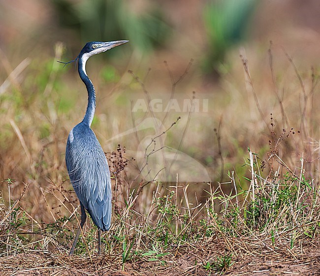 Black-headed heron, Ardea melanocephala, in The Gambia. stock-image by Agami/Marc Guyt,