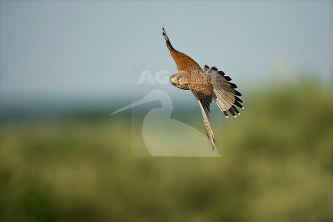 Mannetje Torenvalk in de vlucht; Male Common Kestrel in flight stock-image by Agami/Marc Guyt,