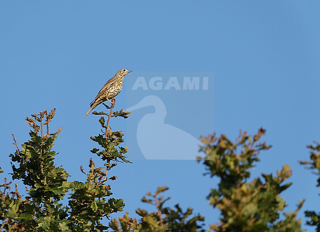 Mistle Thrush (Turdus viscivorus) sitting on top of an oak tree against blue sky stock-image by Agami/Ran Schols,