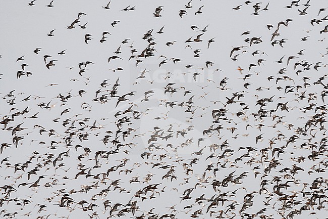 Bonte Strandloper groep vliegend; Dunlin flock flying stock-image by Agami/Marc Guyt,