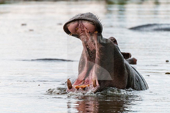 An aggressive hippopotamus, Hippopotamus amphibius, in water, exhibiting territorial behavior. Khwai Concession Area, Okavango, Botswana. stock-image by Agami/Sergio Pitamitz,