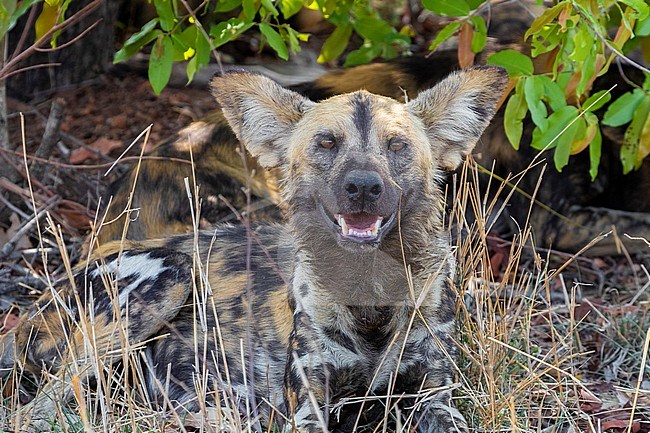 Wild Dog (Lycaon pictus), close-up of an adult resting under a tree, Mpumalanga, South Africa stock-image by Agami/Saverio Gatto,