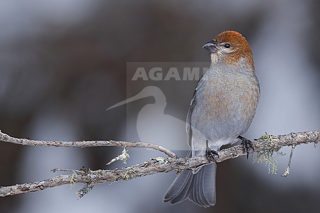 Pine Grosbeak (Pinicola enucleator) Perched on a branch in Minnesota stock-image by Agami/Dubi Shapiro,