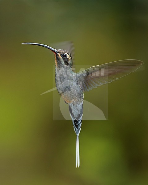 A female Green Hermit (Phaethornis guy apicalis) (subspecies) in flight in Cusco, Peru, South-America. stock-image by Agami/Steve Sánchez,