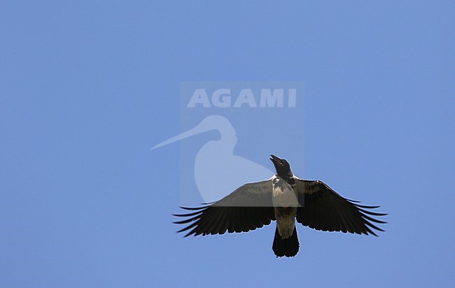 Mesopotamian Crwo, Corvus corone ssp. capellanus stock-image by Agami/James Eaton,