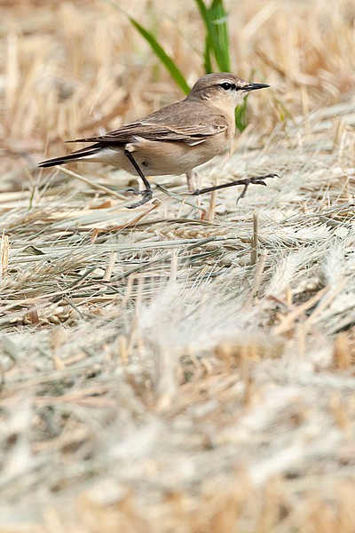 Isabelline Wheatear (Oenanthe isabelline) during spring migration in Israel, running on the ground. stock-image by Agami/Marc Guyt,