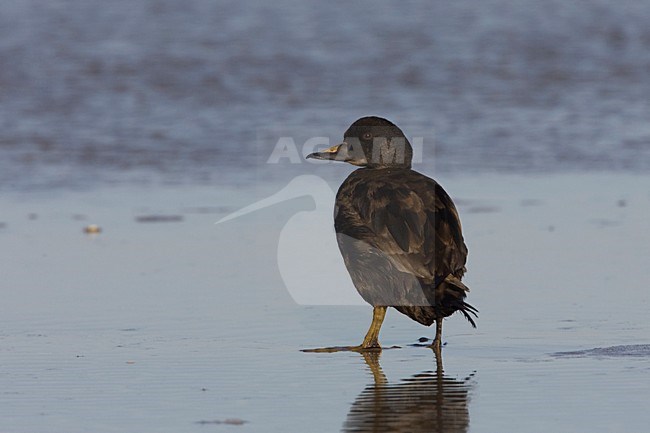 Mannetje Zwarte zee-eend staand op het strand; Male Common Scoter standing on the beach stock-image by Agami/Arie Ouwerkerk,