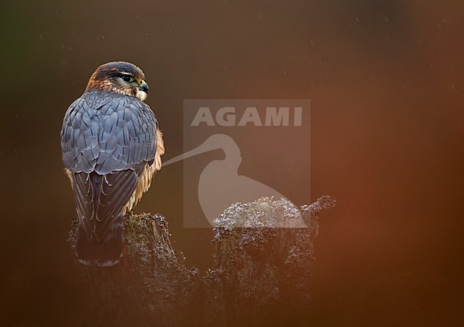 Mannetje Smelleken, Male Merlin stock-image by Agami/Danny Green,