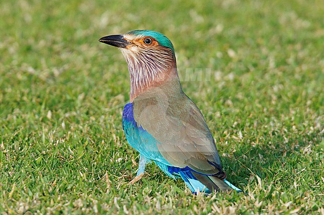 Indian Roller (Coracias benghalensis) at Muscat - Oman. stock-image by Agami/Nicolas Bastide,