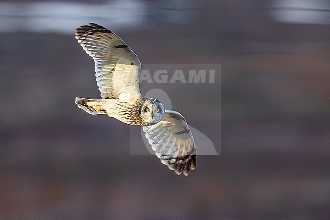 Short-eared Owl (Asio flammeus) in Norway. stock-image by Agami/Daniele Occhiato,