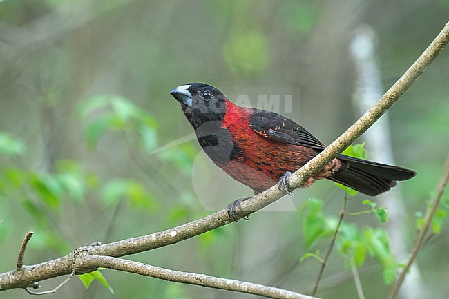 Adult male
Nuevo Leon, Mexico
May 2022 stock-image by Agami/Brian E Small,