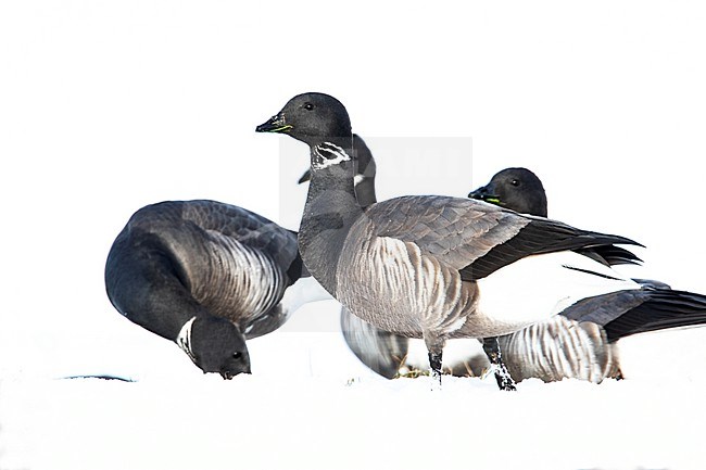 Dark-bellied Brent Goose, Rotgans, Branta bernicla stock-image by Agami/Wil Leurs,