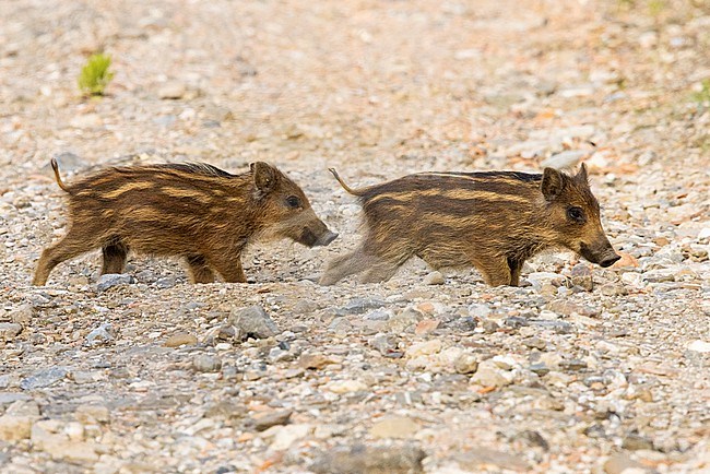 Wild Boar (Sus scrofa), two cubs standing on the ground, Campania, Italy stock-image by Agami/Saverio Gatto,