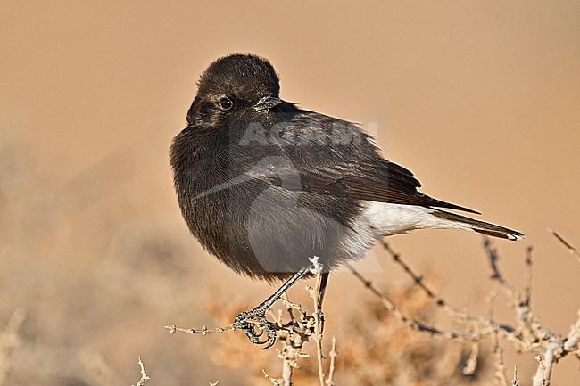 Basalt Wheatear (Oenanthe warriae) is a rare bird, breeding in small numbers at the basalt desert in Syria and Jordan. This is a young bird,.wintering at Uvda Valley, Negev, Israel. stock-image by Agami/Eduard Sangster,