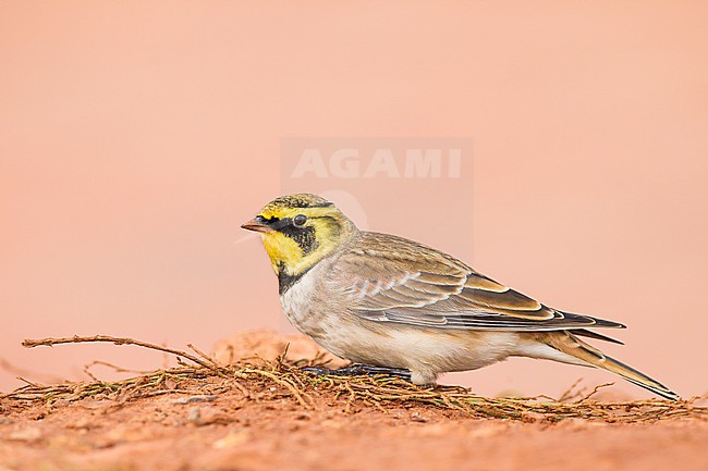 Strandleeuwerik, Shore Lark, Eremophila alpestris stock-image by Agami/Menno van Duijn,