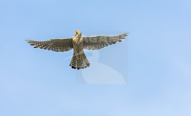 Female Eurasian Kestrel, Falco tinnunculus, in flight. Hovering in mid-air, looking for prey. stock-image by Agami/Marc Guyt,