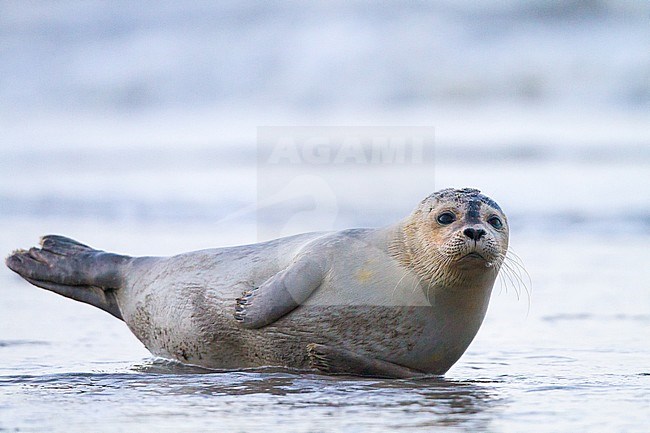 Common Seal, Phoca vitulina, immature animal resting on the beach with high tide at sunset during storm portrait. stock-image by Agami/Menno van Duijn,