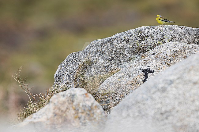 Corsican Finch - Korsengirlitz - Carduelis corsicana, France (Corsica), adult, male stock-image by Agami/Ralph Martin,